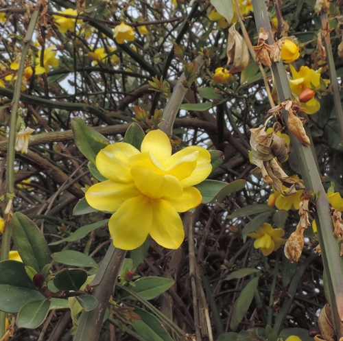 Gelsomino invernale? No, Jasminum mesnyi